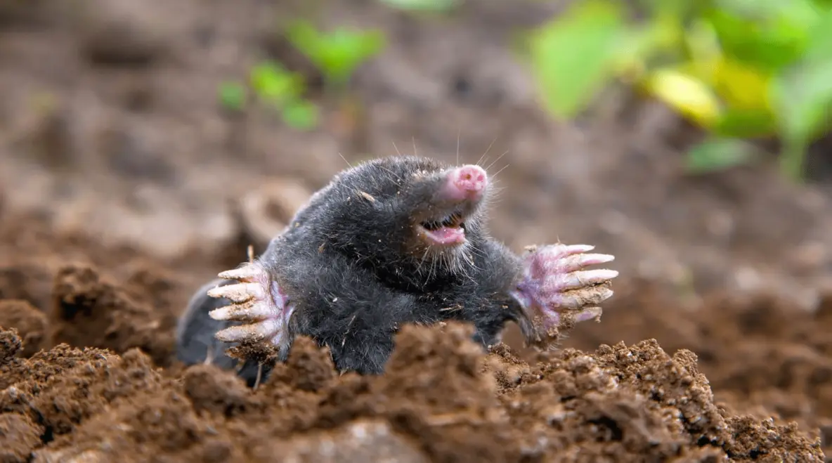 Блокировка VPN: как российские ведомства борются с сервисами обхода ограничений