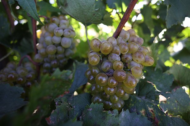 Стал известен природный способ замедлить рост рака