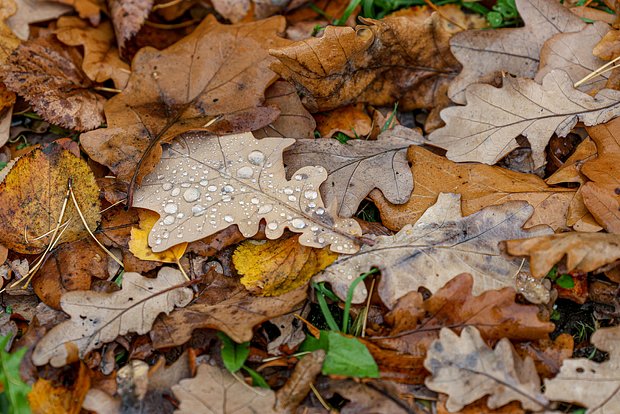 Москвичей призвали не подбрасывать осеннюю листву
